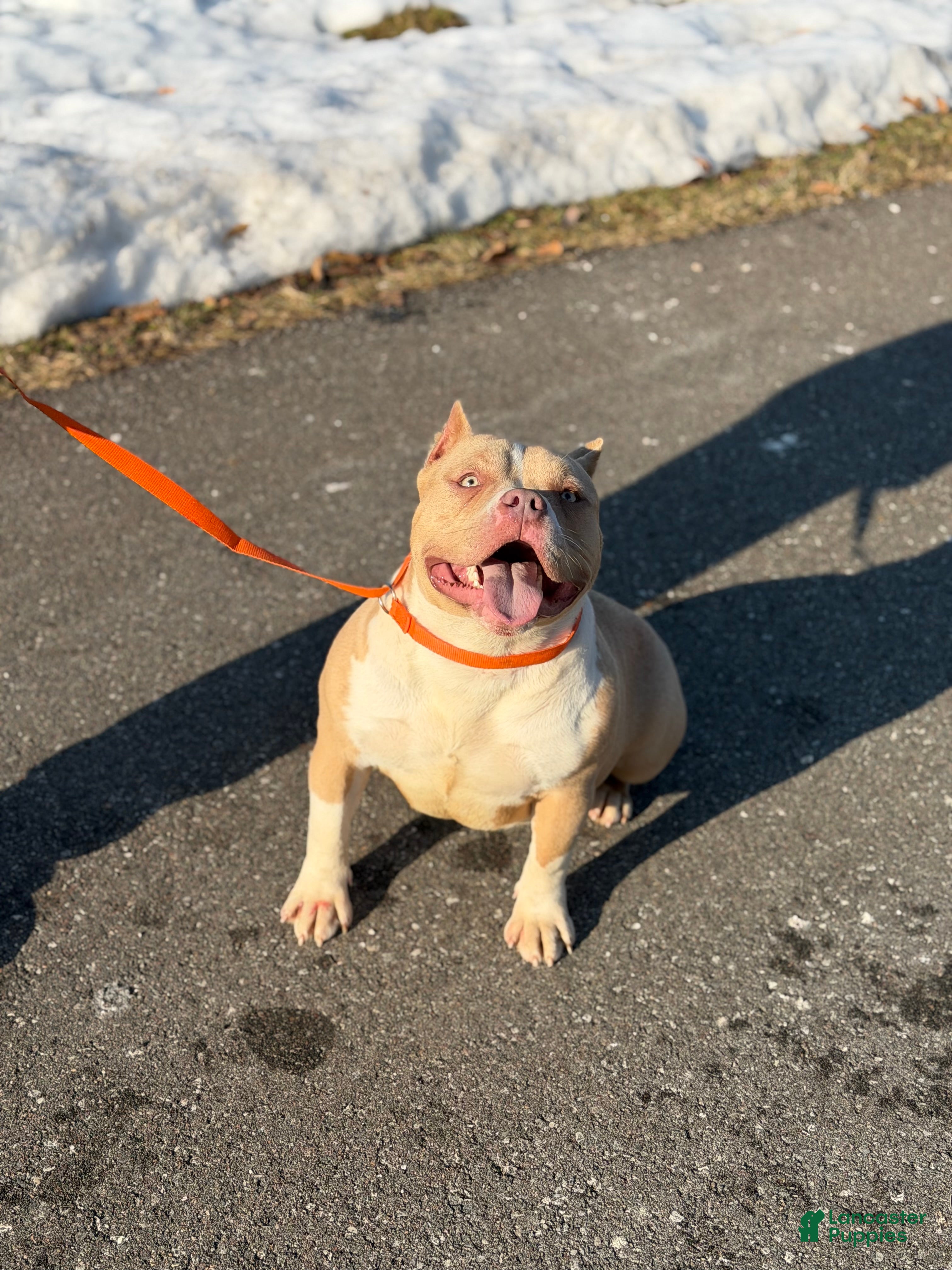 American Bully dogs American Bully Female 2 - Ad 2