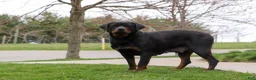Rottweiler dogs for sale: Rocky - Ad 9