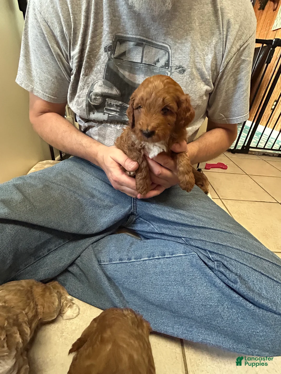 Mini Goldendoodle dogs for sale: Petite Romeo Mini Goldendoodle Puppy 2 - Ad 2