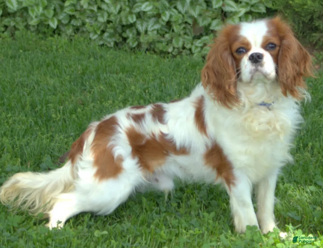 Cavalier King Charles Spaniel dogs for sale: Cassidy - Ad 4
