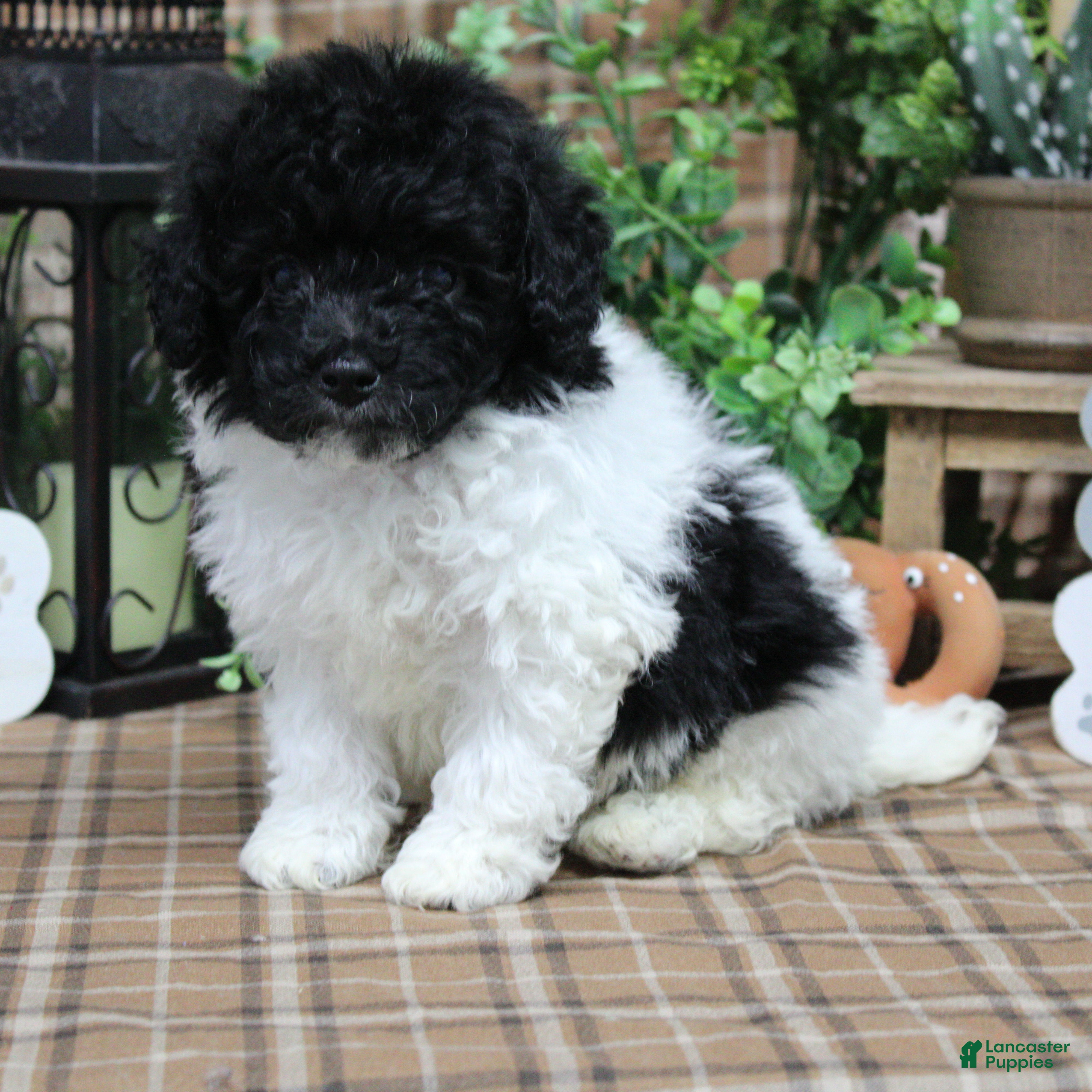 Sheepadoodle dogs Bogart - Ad 5