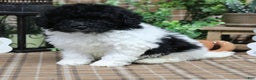Sheepadoodle dogs for sale: Bogart - Ad 1