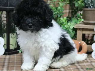 Sheepadoodle dogs Bogart - Ad 9
