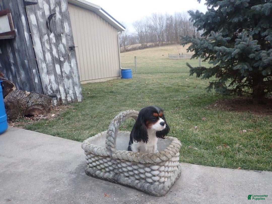 Cavapoo dogs for sale: Twinkie - Ad 7