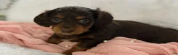 Miniature Dachshund dogs for sale: Gracie  - Ad 8
