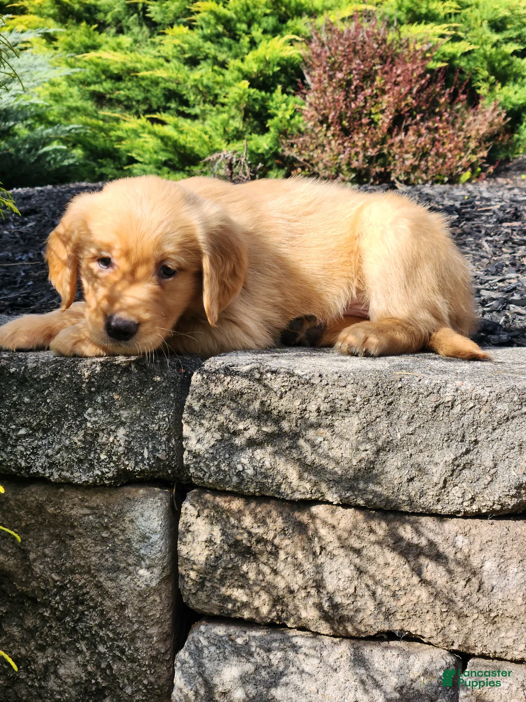 Golden Retriever dogs for sale: Charlie - Ad 2