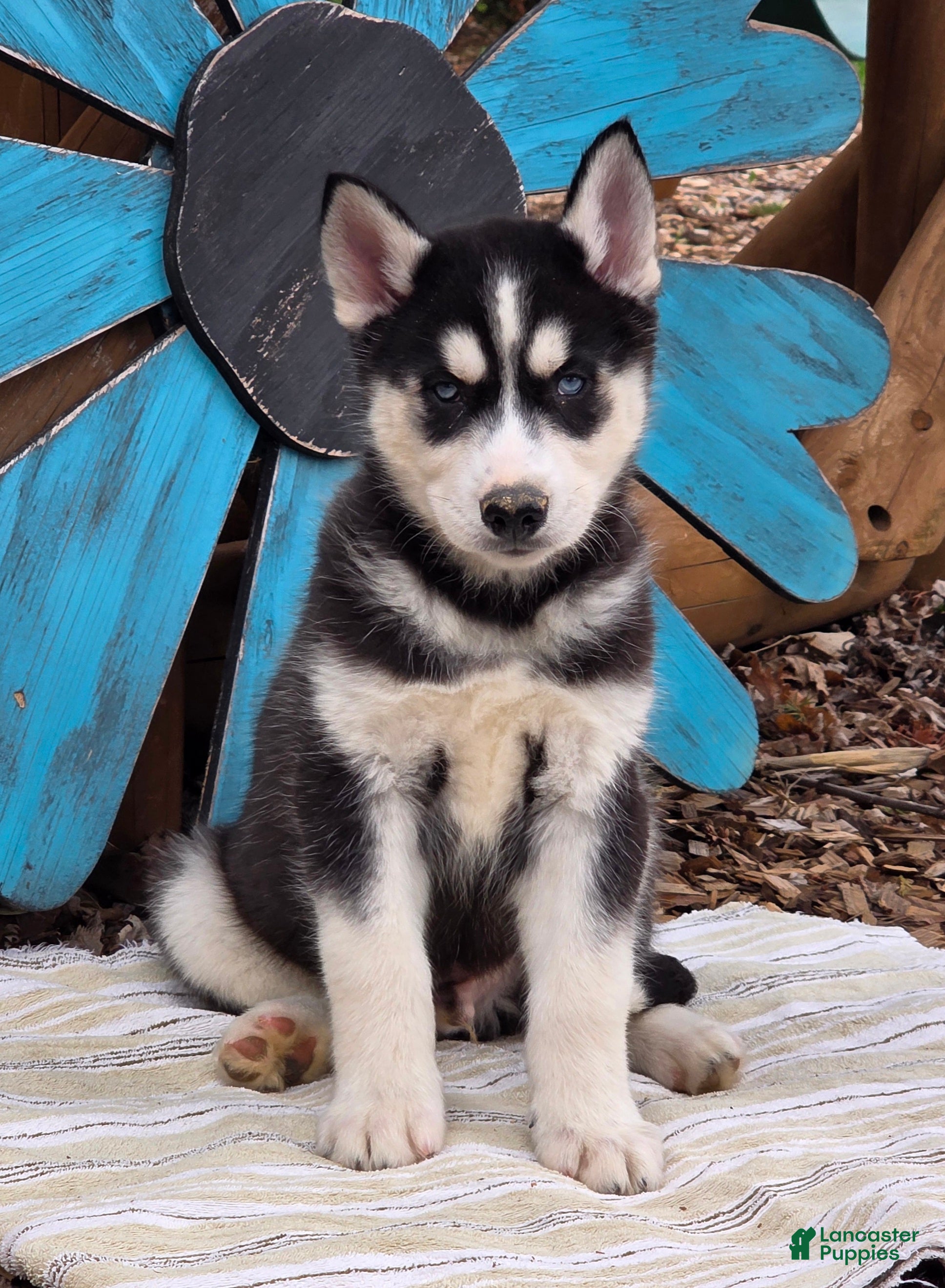Siberian Husky dogs Brody - Ad 1