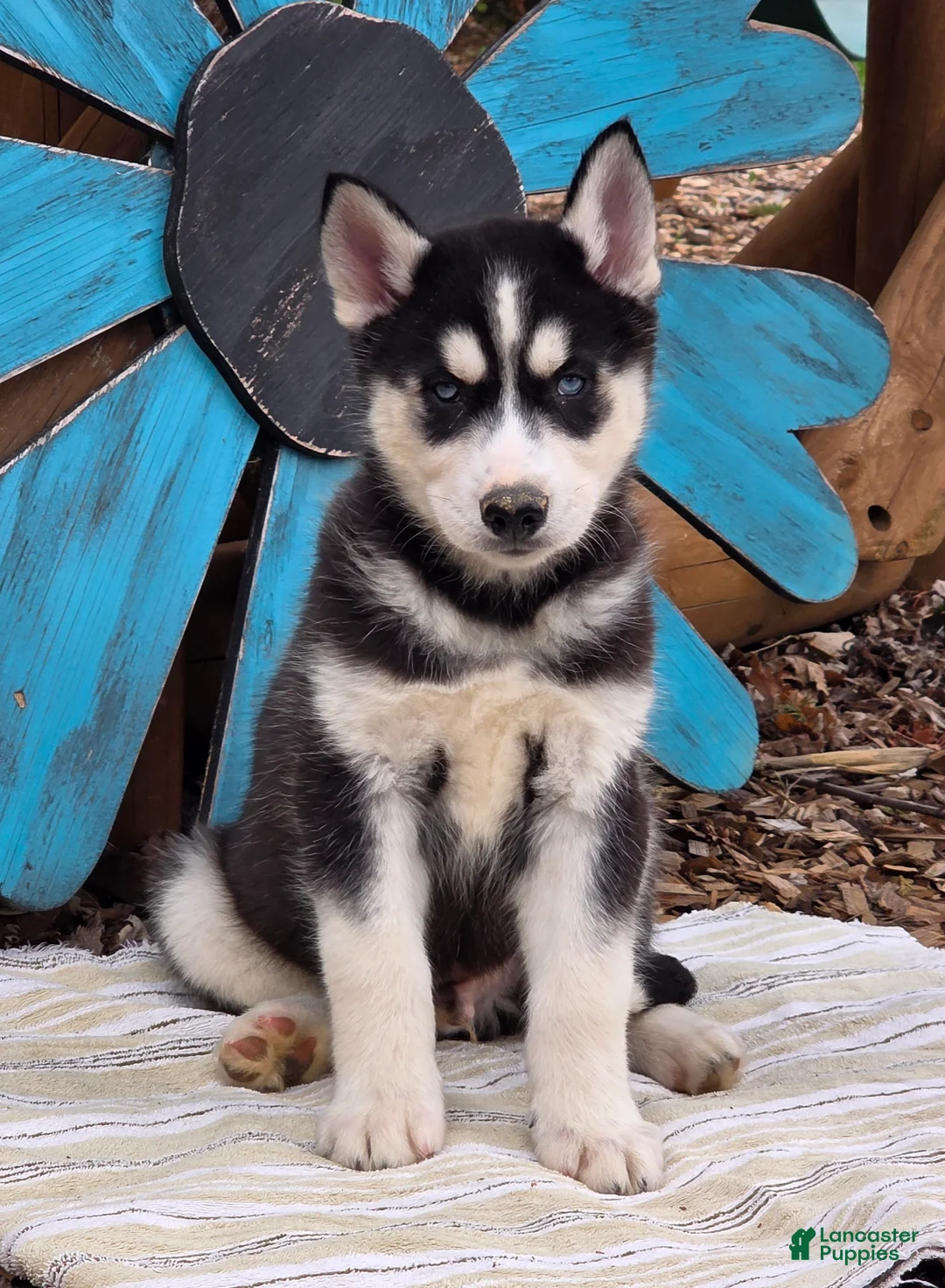 Siberian Husky dogs for sale: Brody - Ad 1