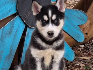 Siberian Husky dogs for sale: Brody - Ad 2