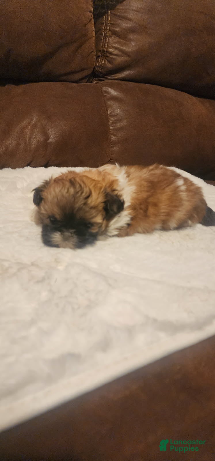 Shih Tzu dogs Darren - Ad 2