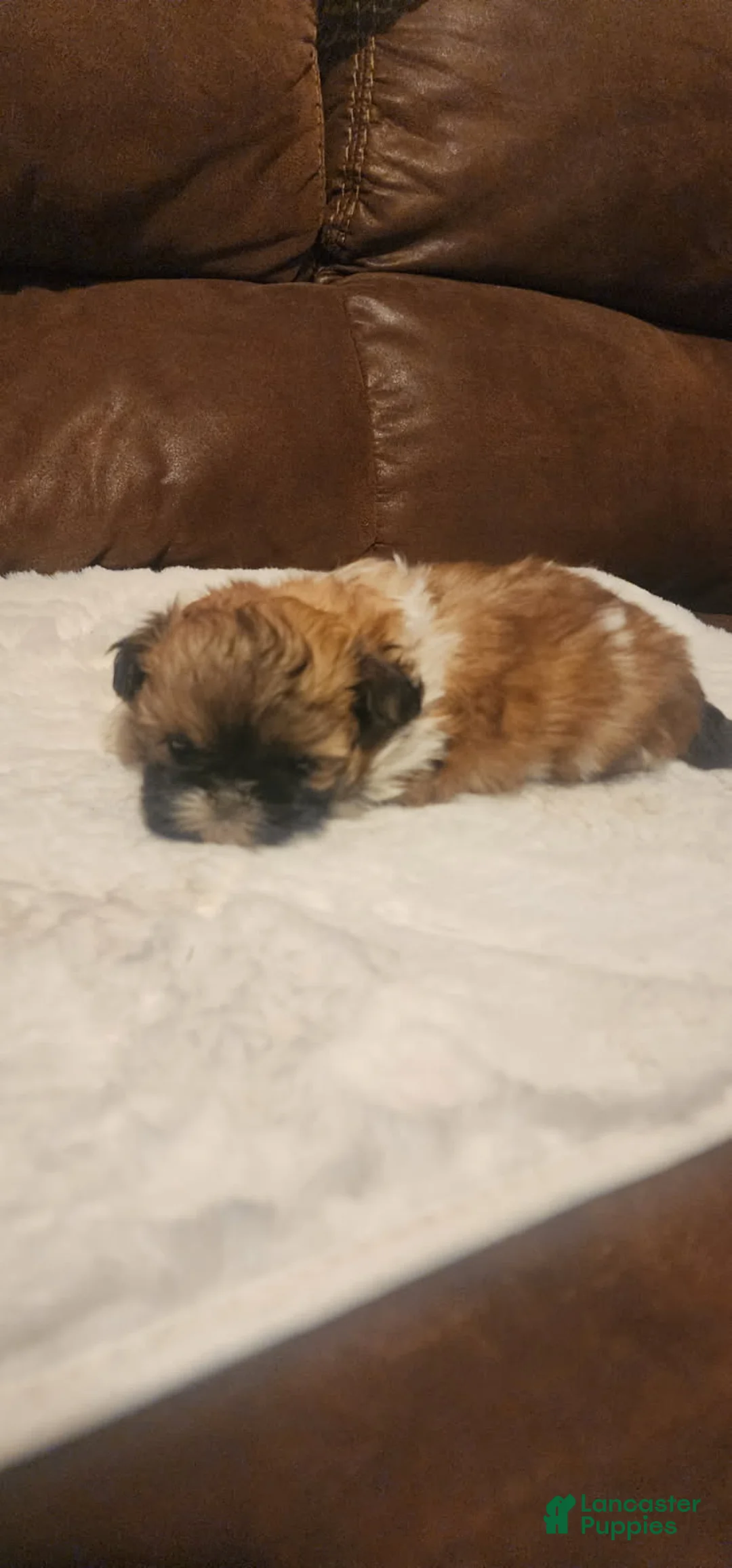 Shih Tzu dogs for sale: Darren - Ad 2