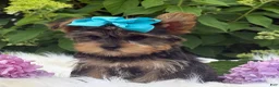 Yorkshire Terrier dogs for sale: Minx - Ad 10