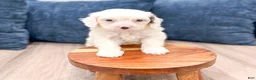 Cavapoo dogs for sale: Hunter - Ad 2