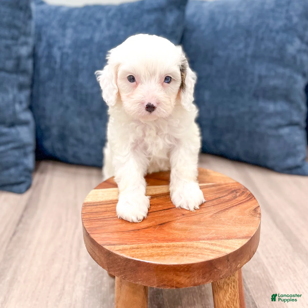 Cavapoo dogs for sale: Hunter - Ad 2