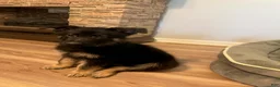German Shepherd dogs for sale: Usop - Ad 5