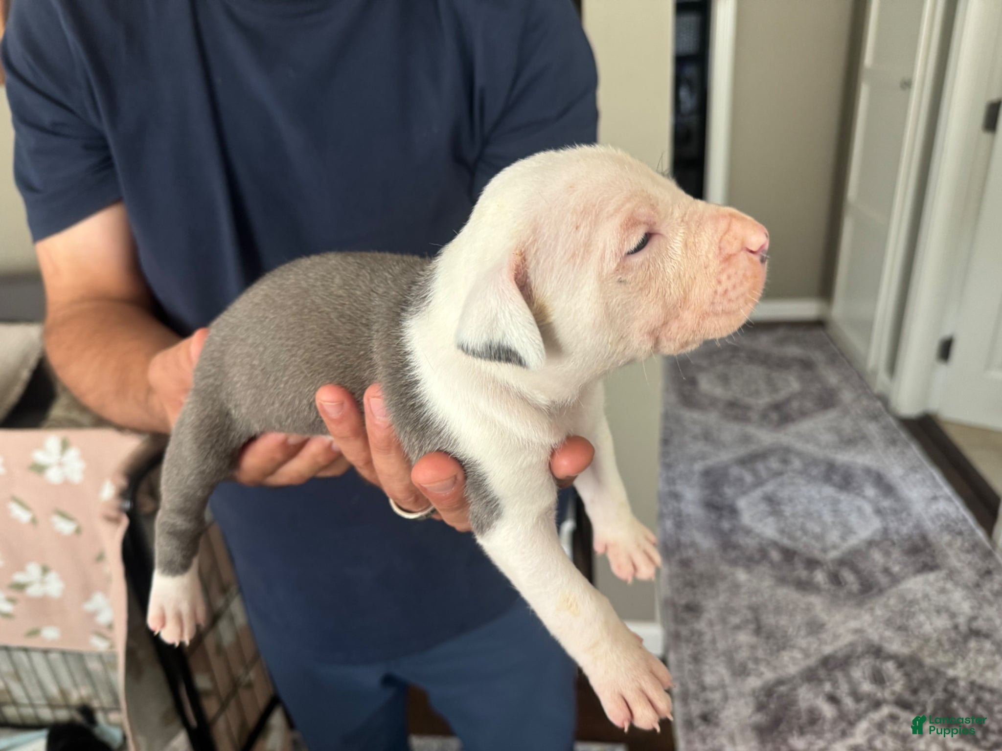 American Bully dogs American Bully Puppy 8 - Ad 1