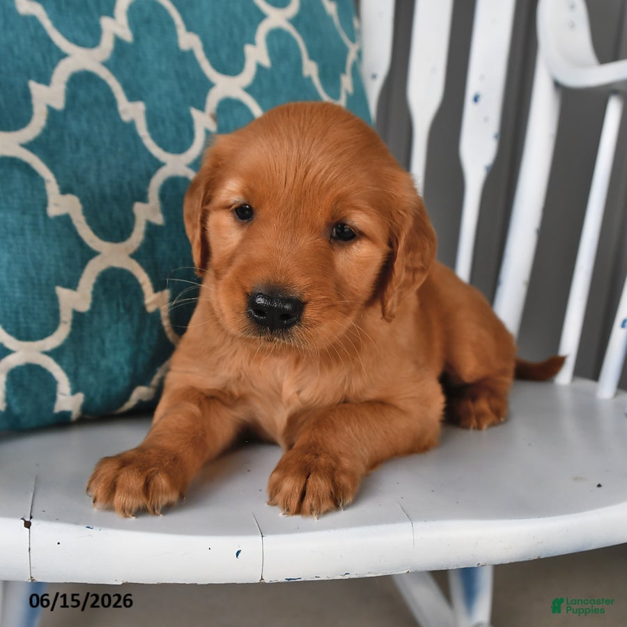 Golden Retriever dogs for sale: Goldie - Ad 3