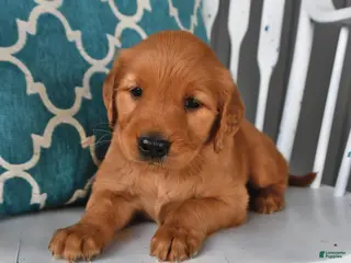 Golden Retriever dogs for sale: Goldie - Ad 3