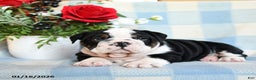 English Bulldog dogs for sale: Sam - Ad 3