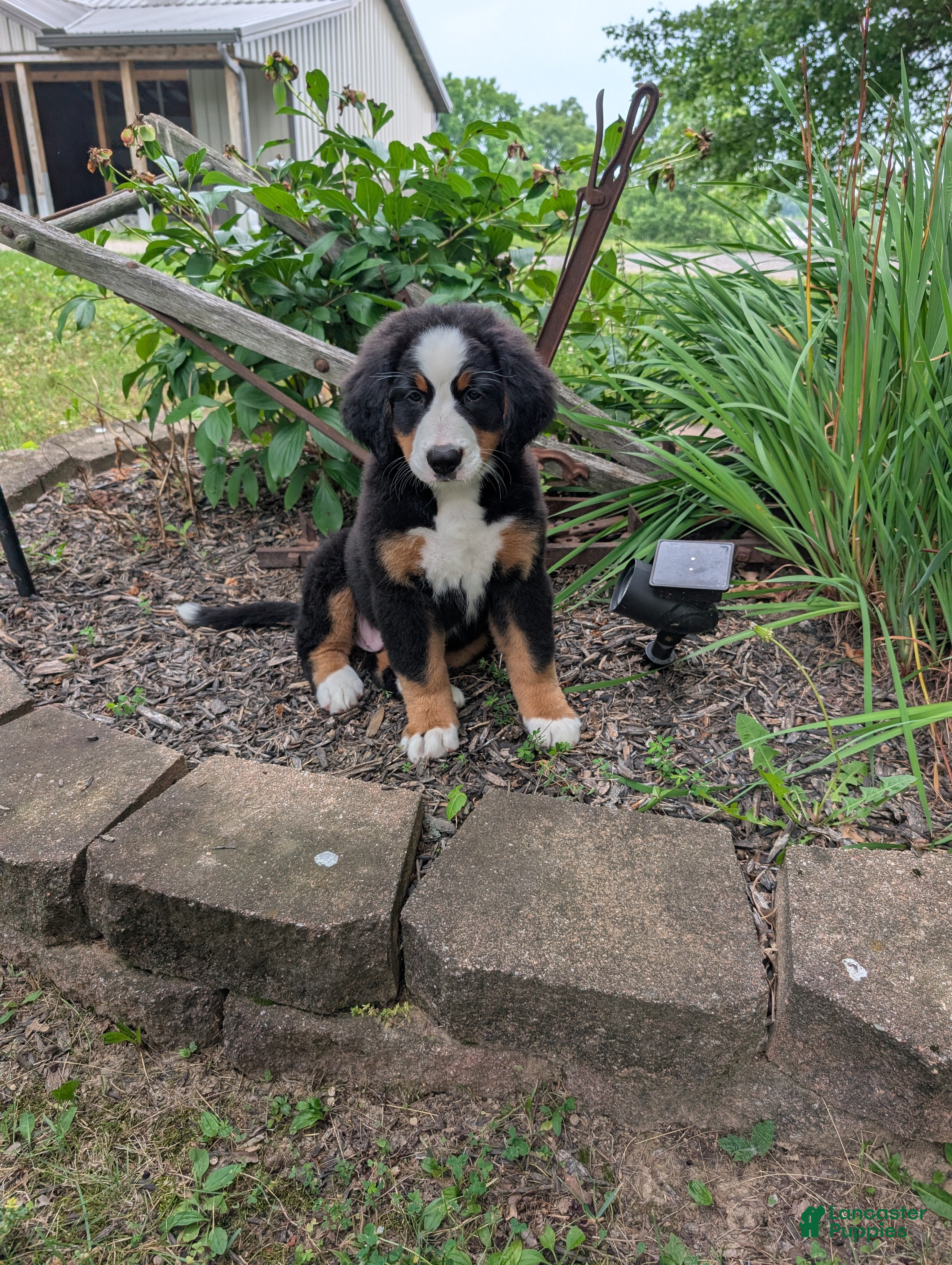 Bernese Mountain Dog dogs Snow White - Ad 1