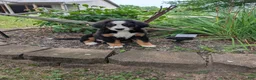 Bernese Mountain Dog dogs for sale: Snow White - Ad 1