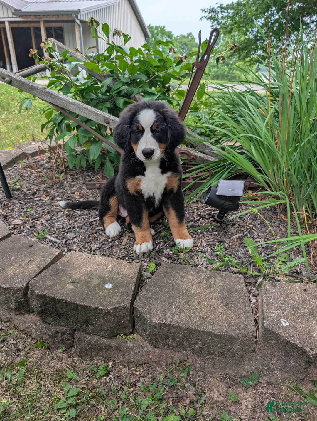 Bernese Mountain Dog dogs for sale: Snow White - Ad 1