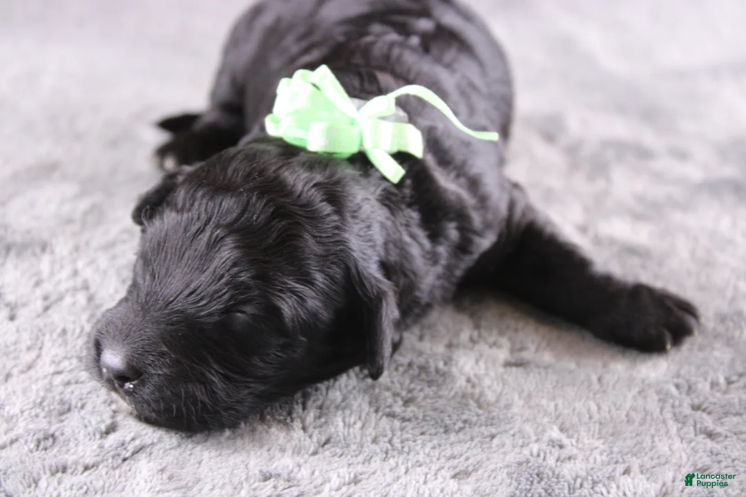 Mini Goldendoodle dogs for sale: Harmony - Ad 2