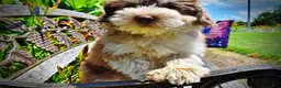 Havapoo dogs for sale: Domino - Ad 4