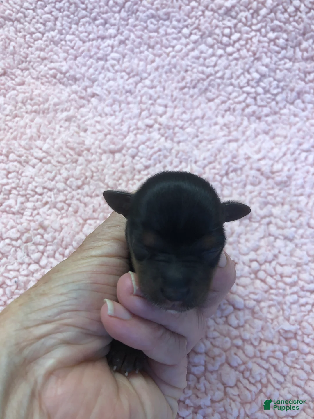 Yorkshire Terrier dogs for sale: Teacup Koda 4 ounces - Ad 11
