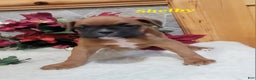 Boxer dogs for sale: Shelby - Ad 4