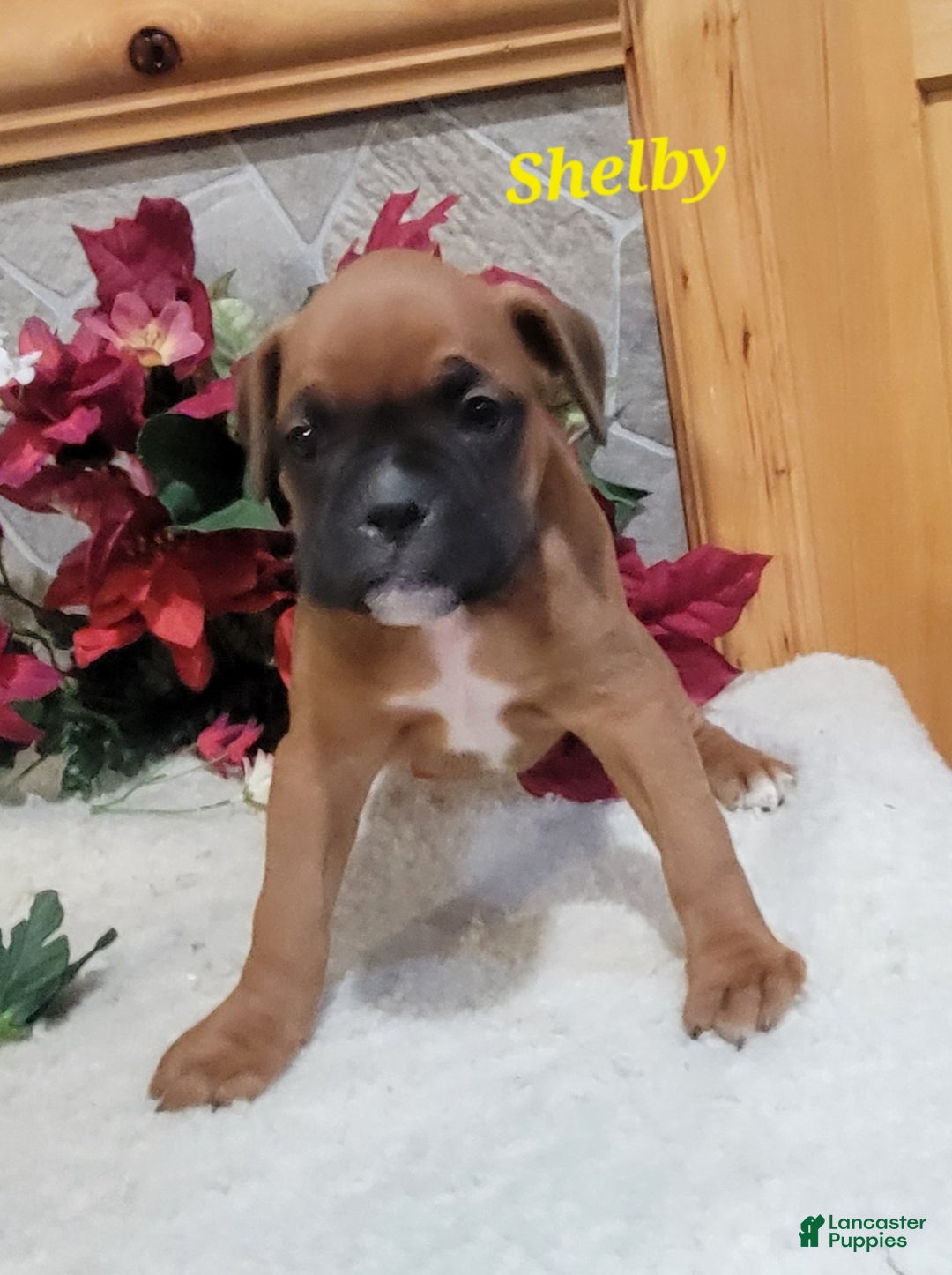 Boxer dogs for sale: Shelby - Ad 4