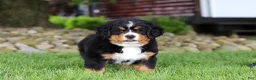 Bernese Mountain Dog dogs for sale: Suzie - Ad 4