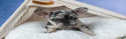 French Bulldog dogs for sale: 💗 Jovie - Ad 6