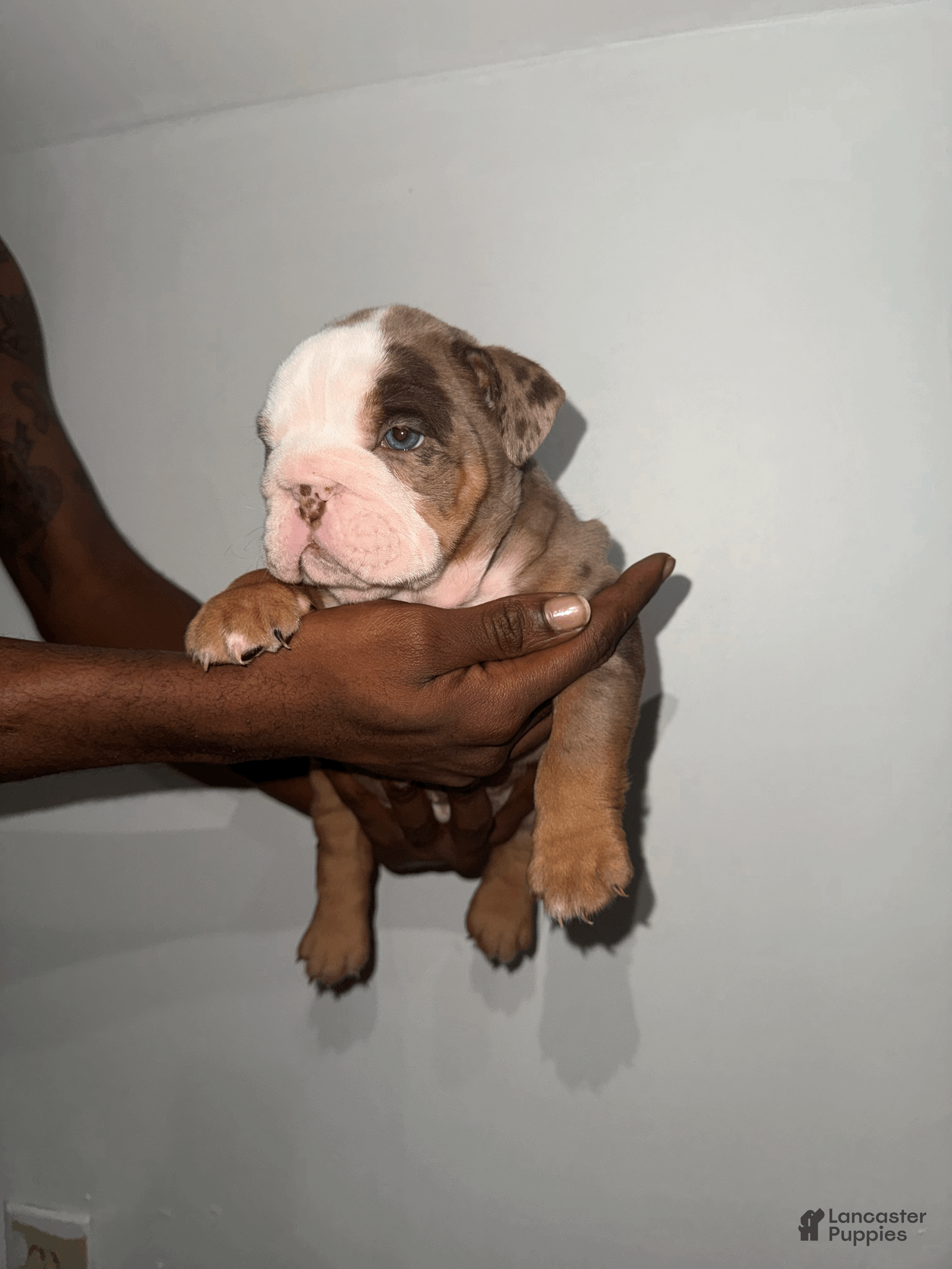 English Bulldog dogs English Bulldog Puppy 1 - Ad 36