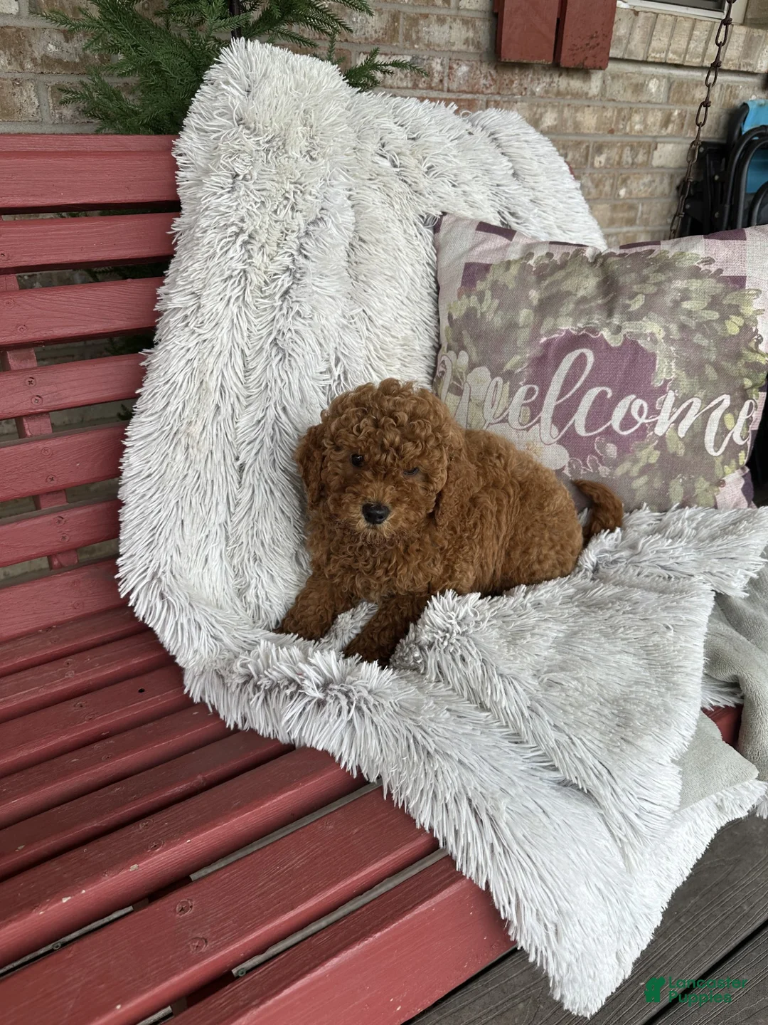 Mixed Breed dogs for sale: Jack - Ad 1