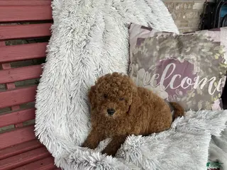 Mixed Breed dogs Jack - Ad 11