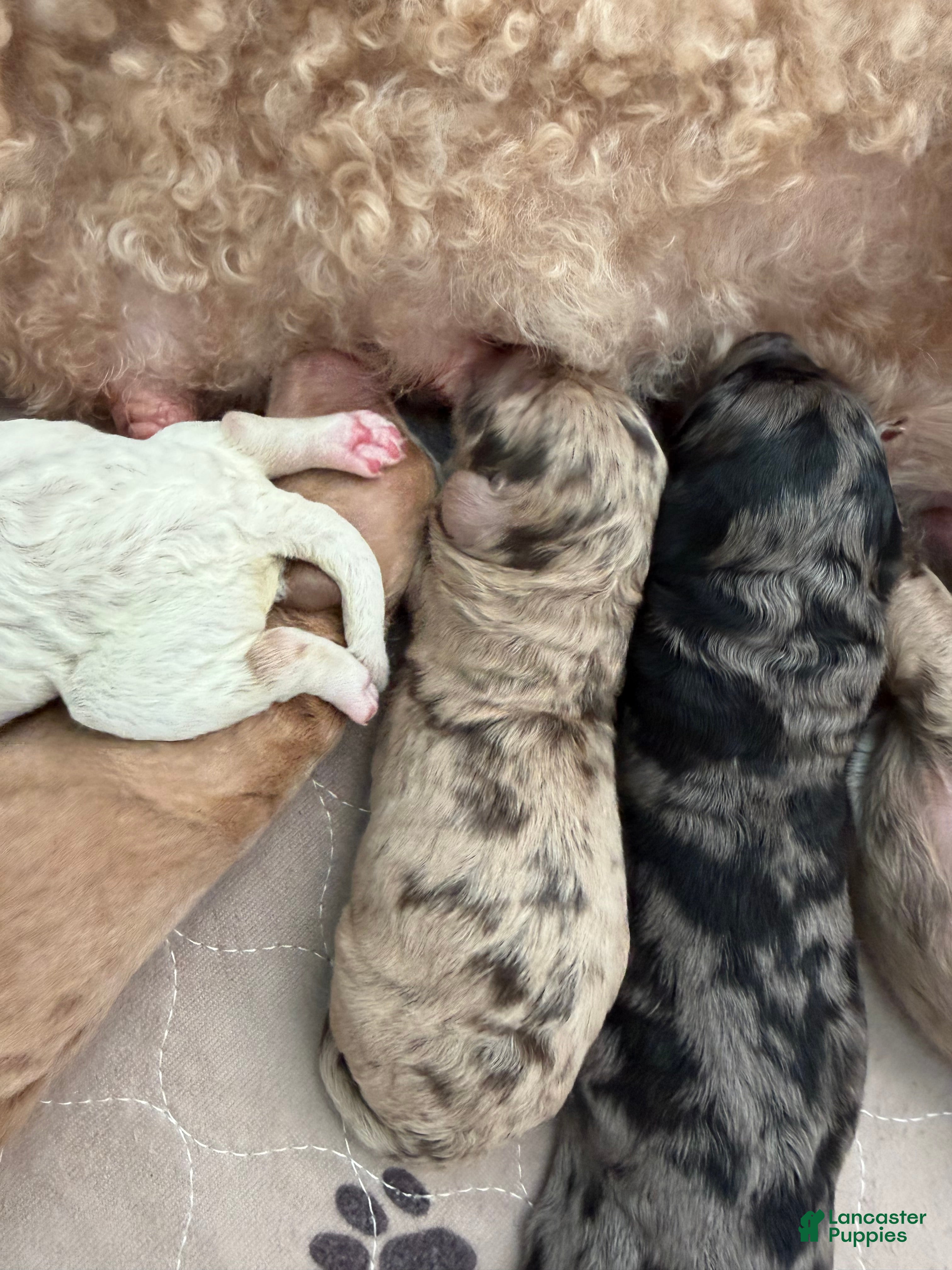 Mixed Breed dogs Chick - Ad 1