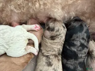 Mixed Breed dogs for sale: Chick - Ad 3