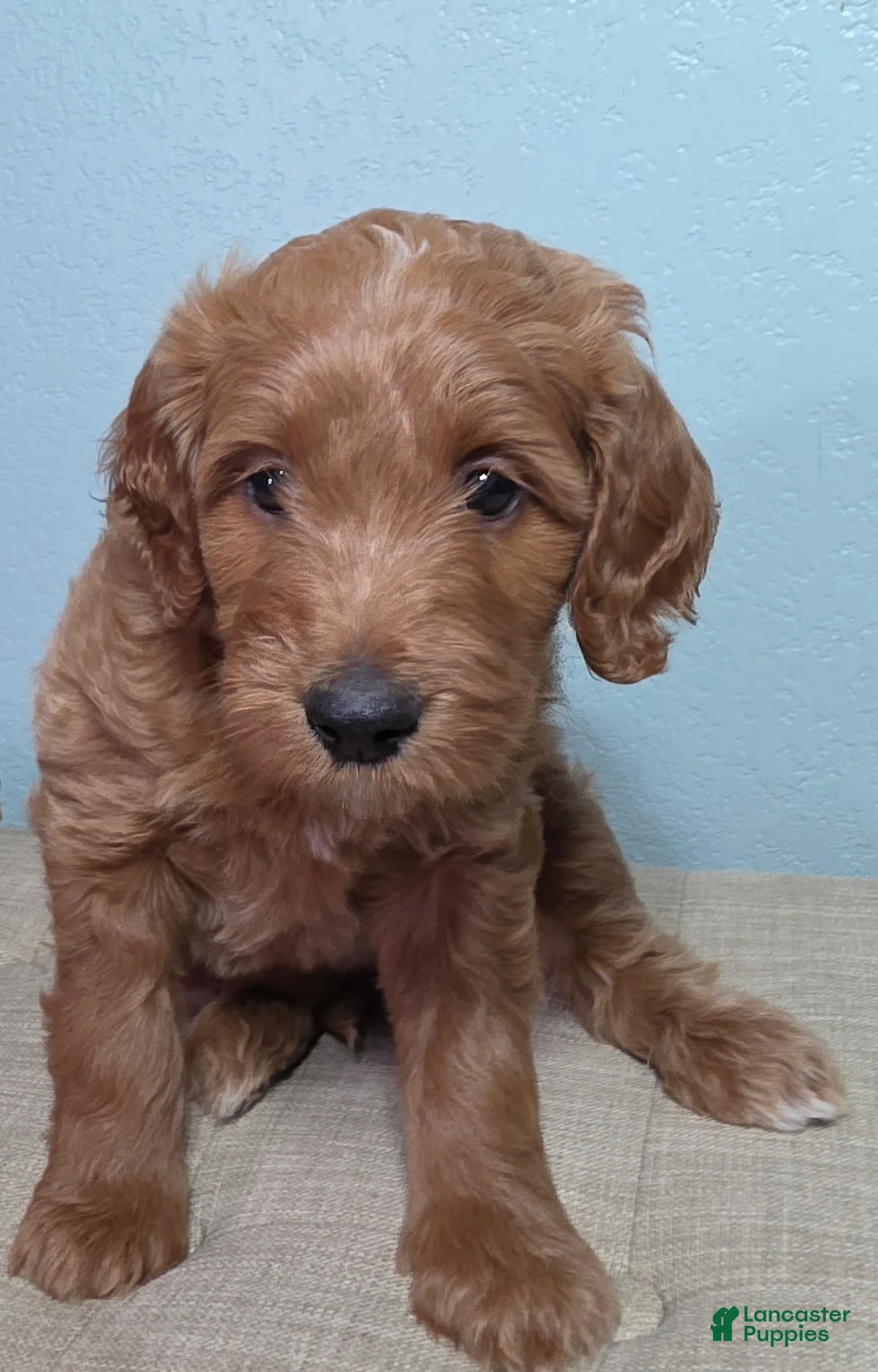 Mini Goldendoodle dogs for sale: Mini Goldendoodle 1 "Cherry" - Ad 2