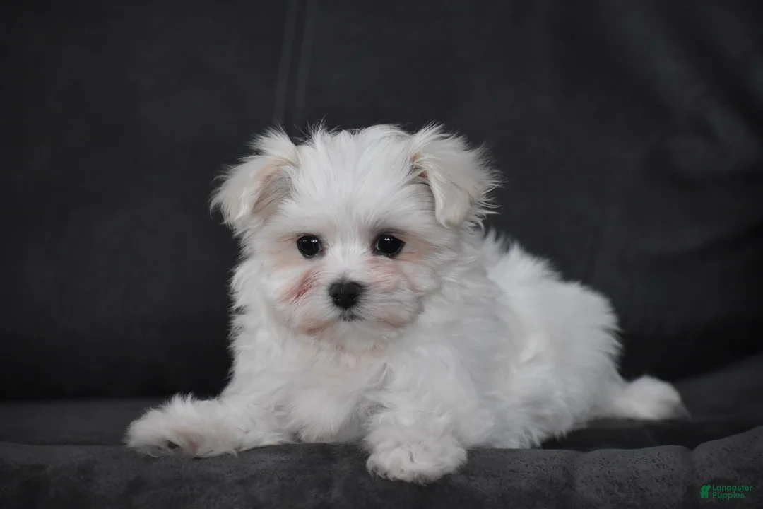 Maltese dogs for sale: Macy - Ad 5