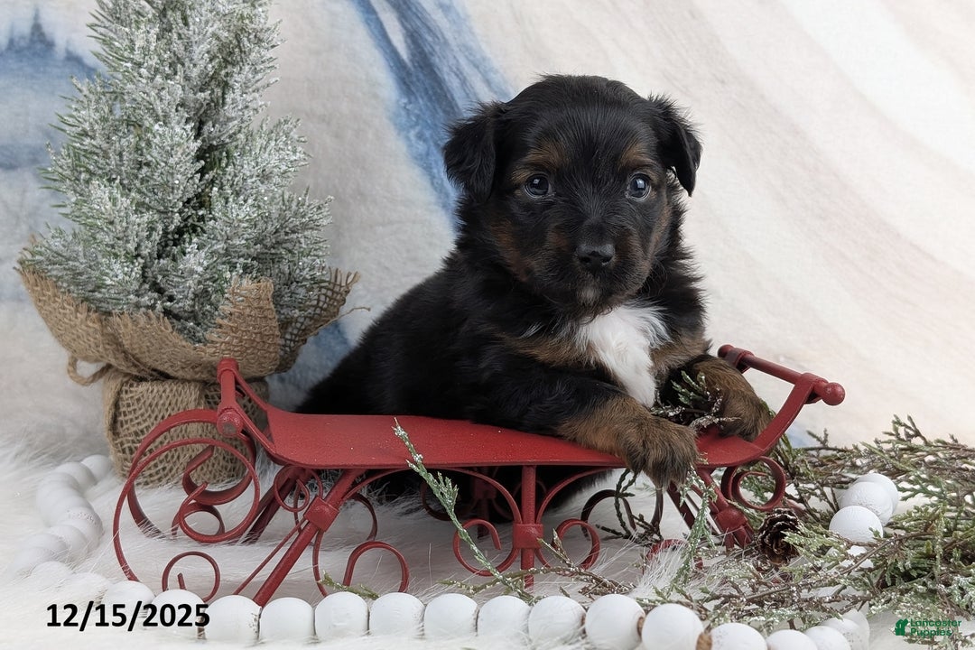 Toy Australian Shepherd dogs for sale: Bronson - Ad 3