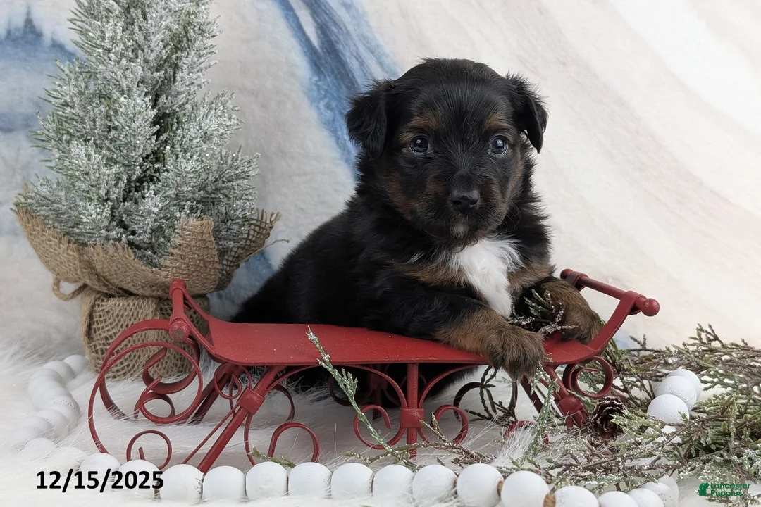 Toy Australian Shepherd dogs for sale: Bronson - Ad 26
