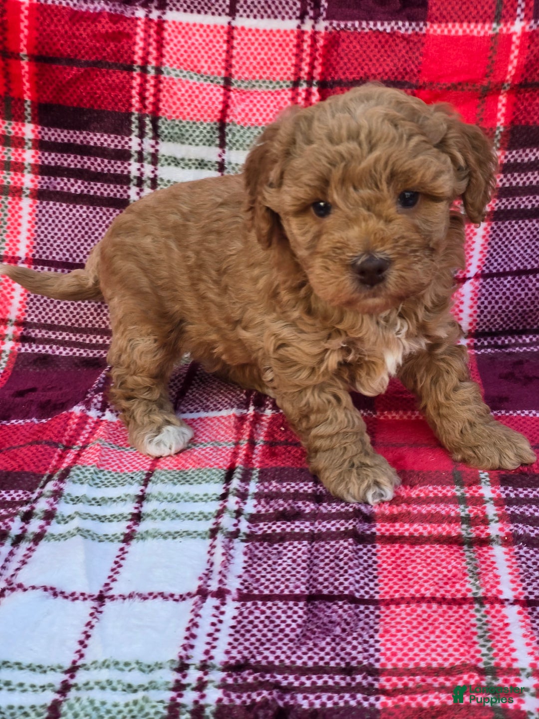 Mini Goldendoodle dogs for sale: Garland - Ad 2