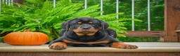 Rottweiler dogs for sale:  Sasha 🐾 - Ad 4