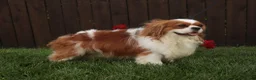 Cavalier King Charles Spaniel dogs for sale: Benjamin  - Ad 4