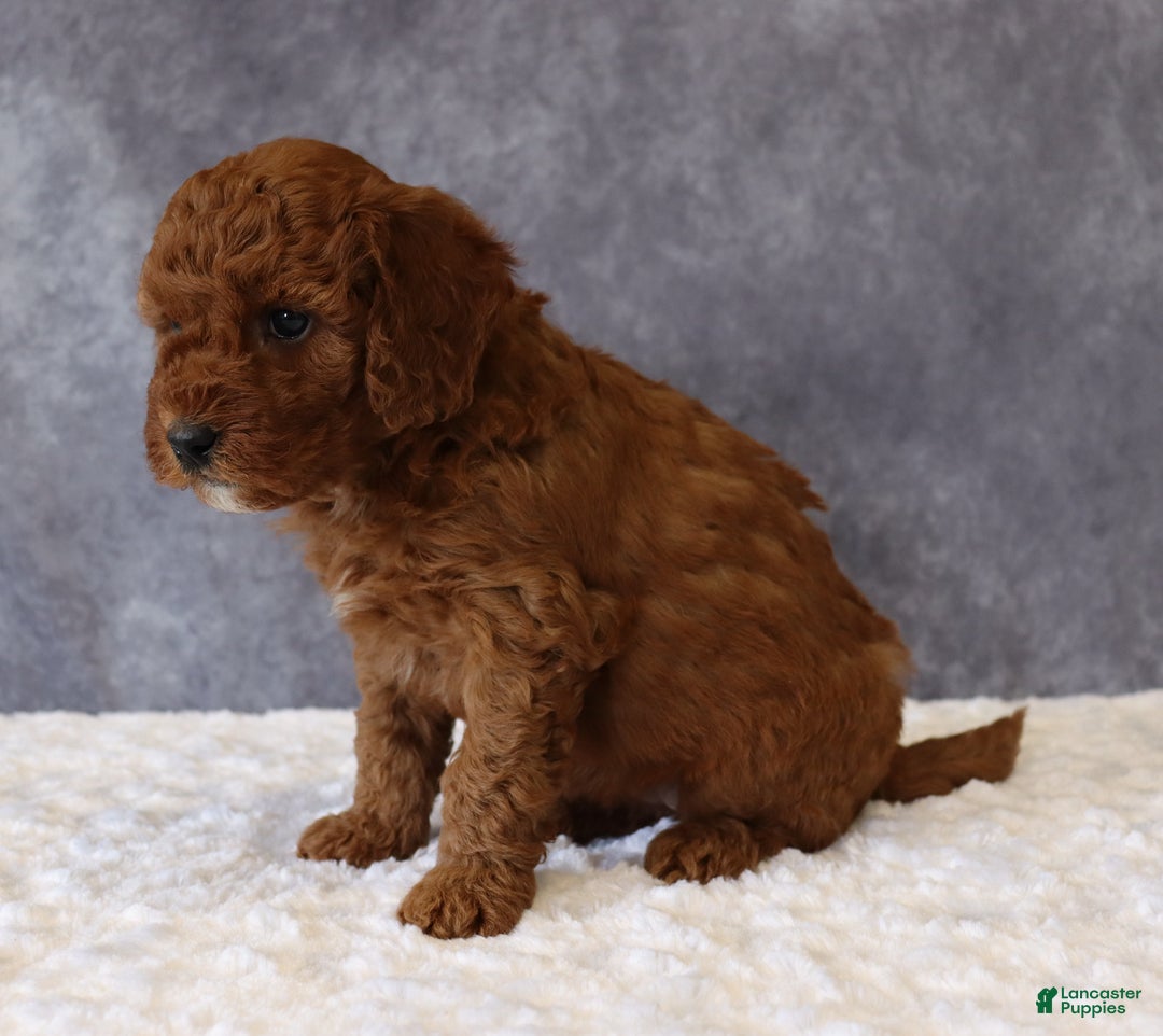 Mini Goldendoodle dogs for sale: Macy - Ad 3