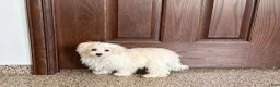 Maltese dogs for sale: Cory - Ad 3