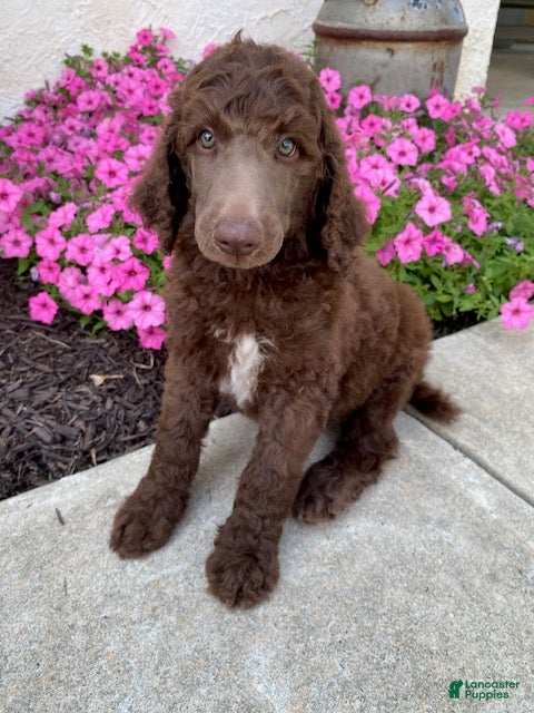 Standard Poodle dogs Tanner- genetic clear - Ad 1