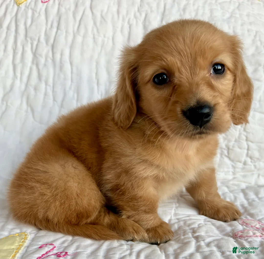 Miniature Dachshund dogs for sale: Cinnamon of Maple Valley Boulevard - Ad 1