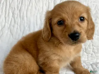Miniature Dachshund dogs for sale: Cinnamon of Maple Valley Boulevard - Ad 1